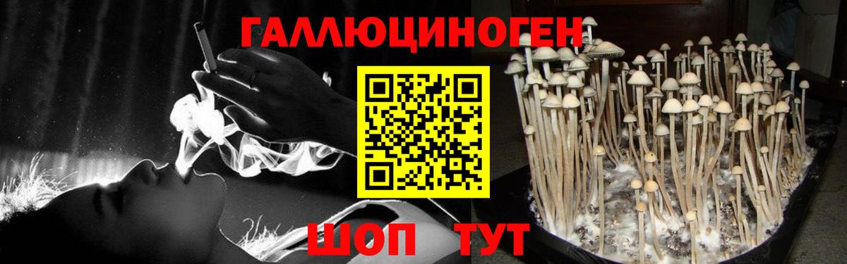 Псилоцибиновые грибы GOLDEN TEACHER Курганинск